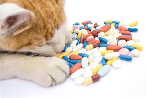 Prazosin for Cats